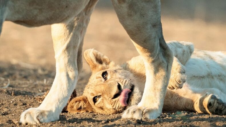 World Lion Day: Conserving the ‘King of the Jungle’ 1 Lion cub playing on the ground