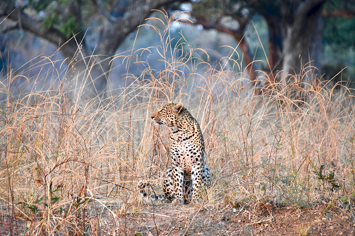 Saving Africa’s Wild Dogs and Big Cats 2 Luangwa Leopard