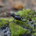 Improving the Habitat of the Critically Endangered Rough Moss Frog 22 Close-up of a Rough Moss Frog in South Africa