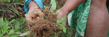 Why partner with IUCN SOS? 8 Planting seeds in Madagascar
