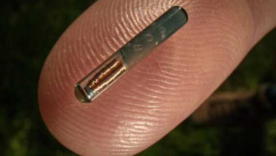 Tracking device used to monitor threatened fish species in South Africa