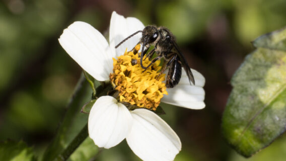 Canary Islands pollinator